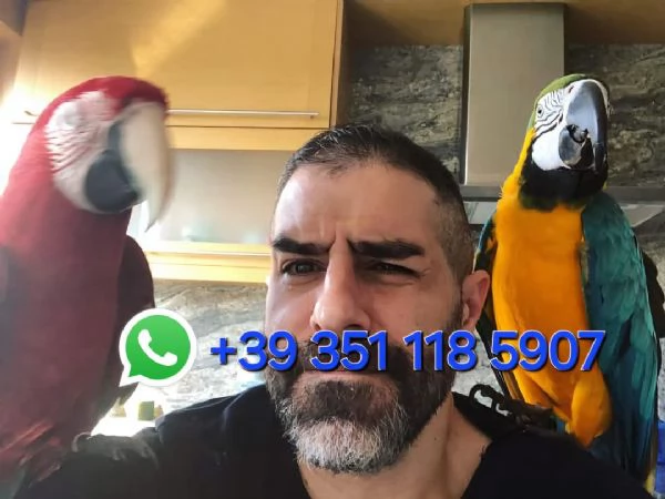 Vendiamo Pappagalli clorotteri e ararauna e le loro uova.