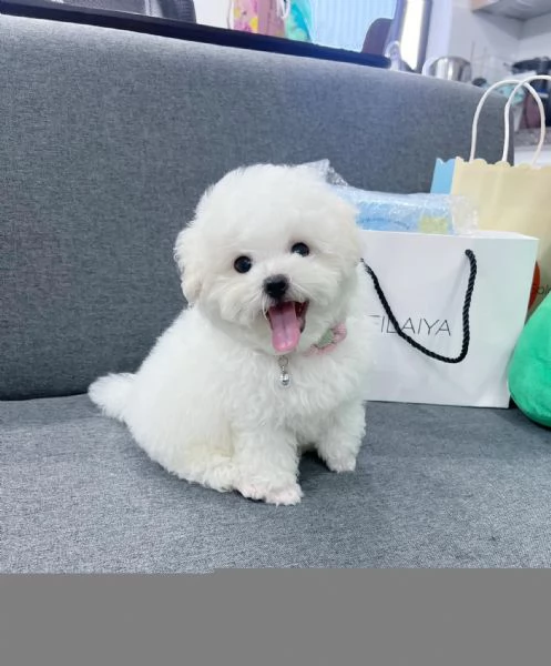 Barboncini toy cuccioli