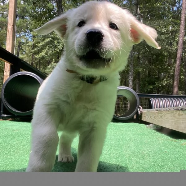 CUCCIOLI DI GOLDEN RETRIEVER