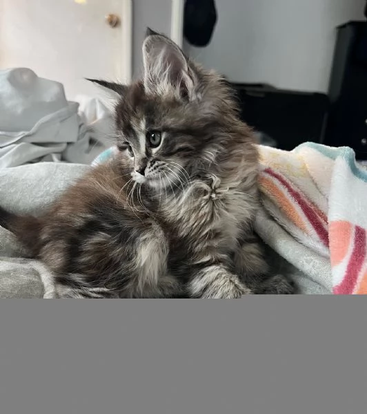 Disponibili Cuccioli di Maine coon.!!