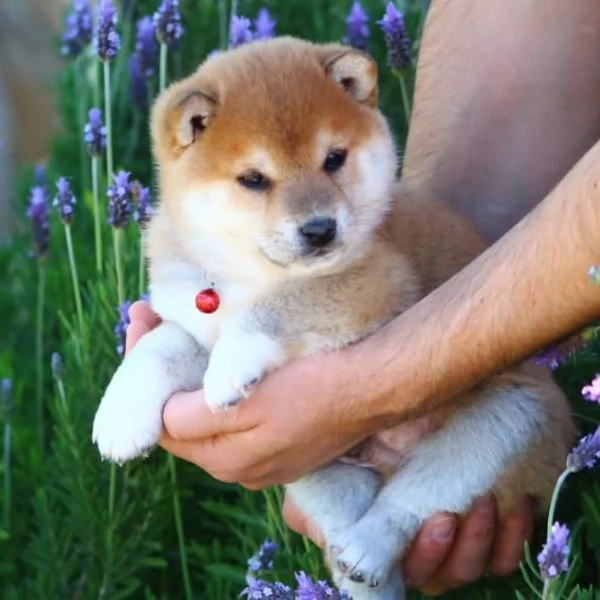 Shiba Inu maschio e femmina!! | Foto 0