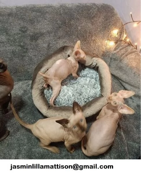 Regalo Gatti Sphynx con pedigree