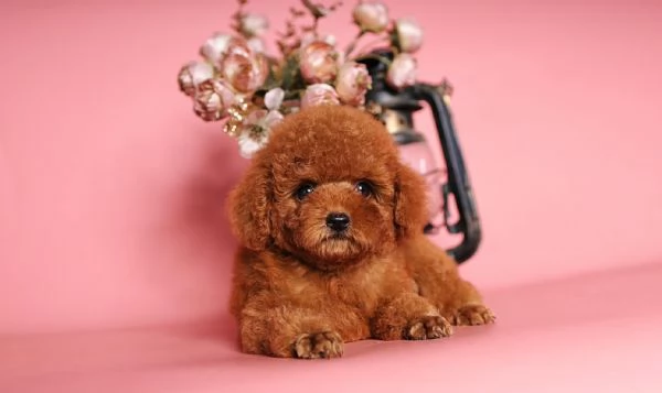 Barboncini toy in cerca d'amore