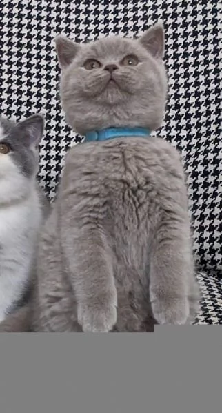 Gattini British Shorthair