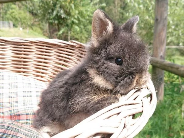 Grandi e luminosi costipatori argentati