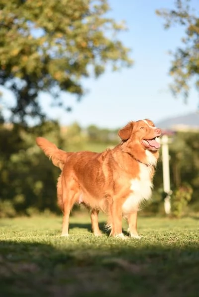 Cucciolata Nova scotia duck tolling retriever   | Foto 6