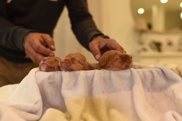 Cucciolata Nova scotia duck tolling retriever   | Foto 5