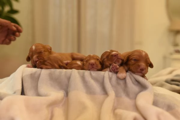 Cucciolata Nova scotia duck tolling retriever   | Foto 4