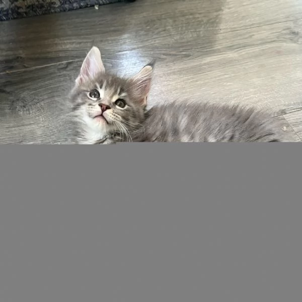 Maine Coon cuccioli!!