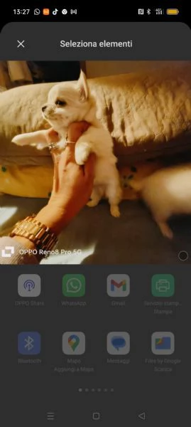 VENDESI chihuahua | Foto 7