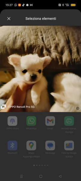 VENDESI chihuahua | Foto 4