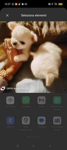 VENDESI chihuahua | Foto 3