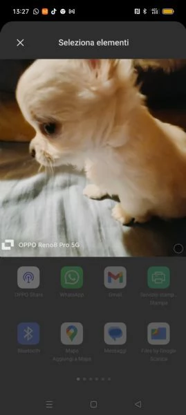 VENDESI chihuahua | Foto 2