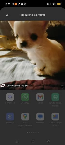 VENDESI chihuahua | Foto 1