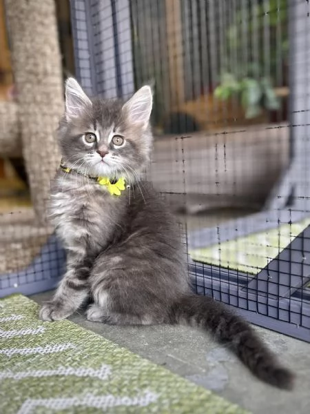 Maine coon cuccioli