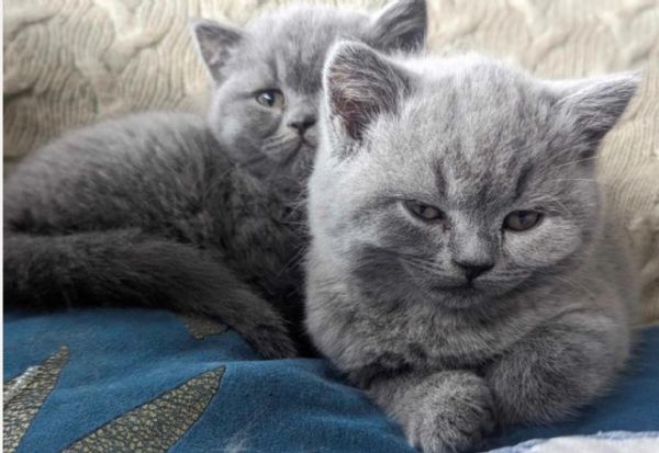 bellissimi gatti  puro Blue British Shorthair | Foto 1