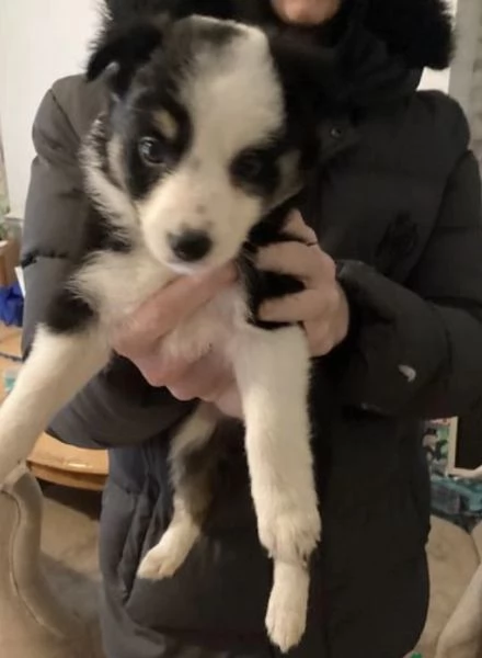 4Bello Buono Border mix Bianco-nero | Foto 3