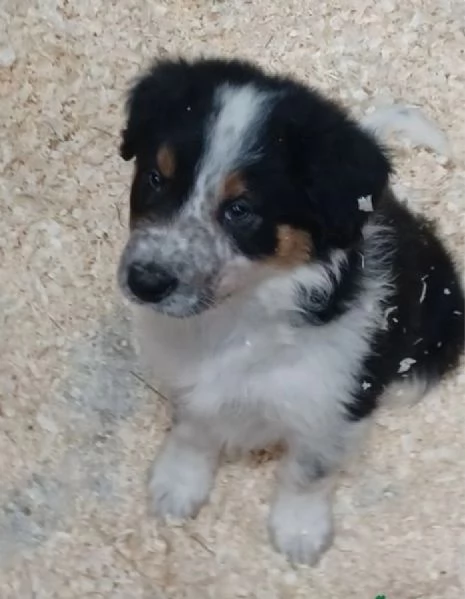 addotare Bello Buono Border mix Bianco-nero | Foto 1