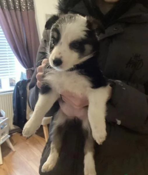  disponibili cuccioli di border collie femmine e maschi bianchi e neri 