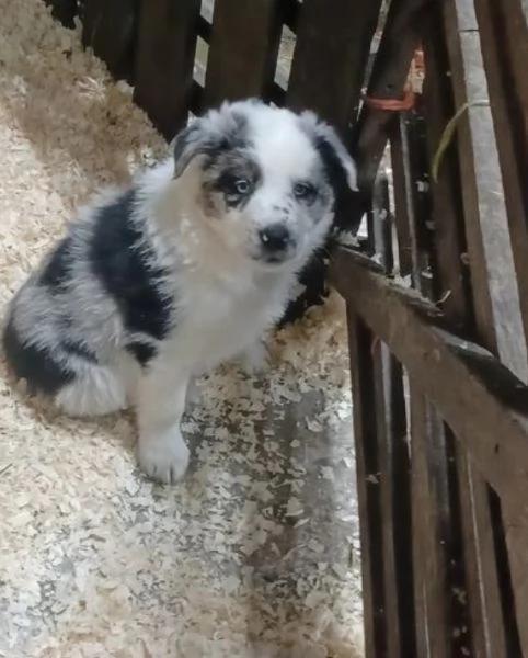  disponibili cuccioli di border collie femmine e maschi bianchi e neri  | Foto 5