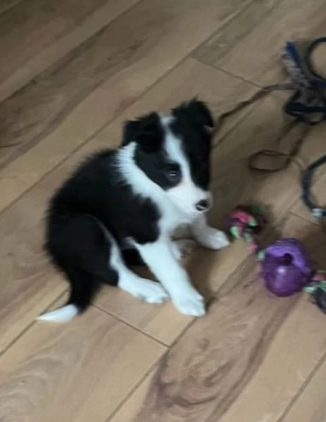  disponibili cuccioli di border collie femmine e maschi bianchi e neri 