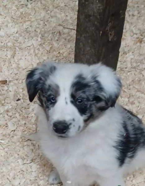 Cuccioli di Border Collie pronti per ladozione | Foto 6