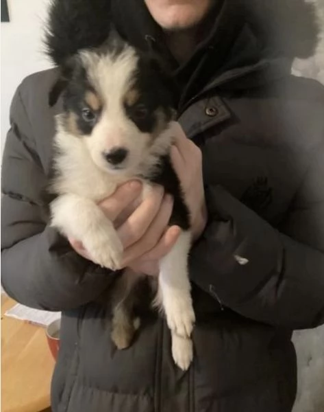 Cuccioli di Border Collie pronti per ladozione | Foto 2