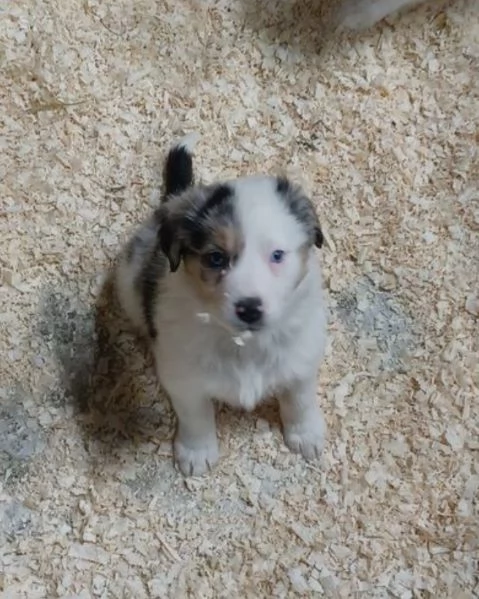 Cuccioli di Border Collie pronti per ladozione