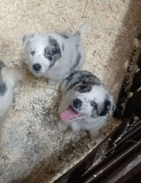 3 Border Collie pronti per ladozione | Foto 2