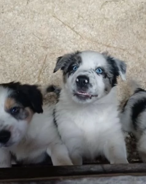 3 Border Collie pronti per ladozione | Foto 1