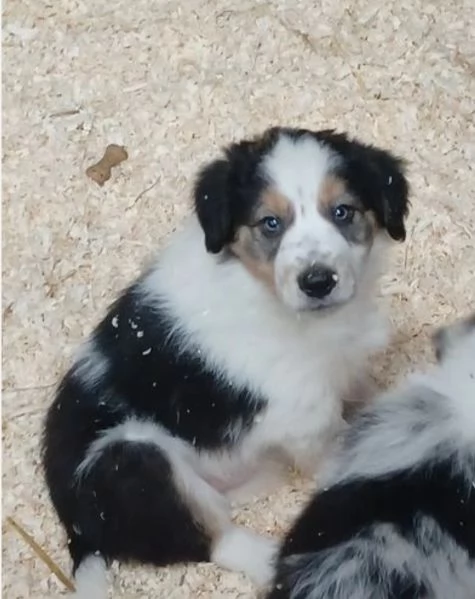 disponibili cuccioli di border collie femmine e maschi  | Foto 4