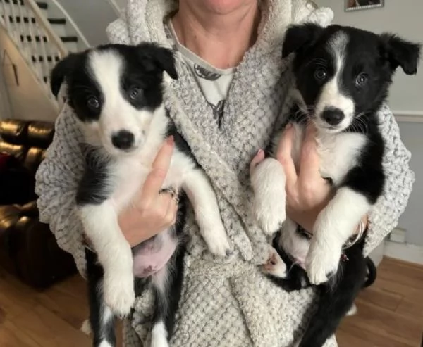 disponibili cuccioli di border collie femmine e maschi 