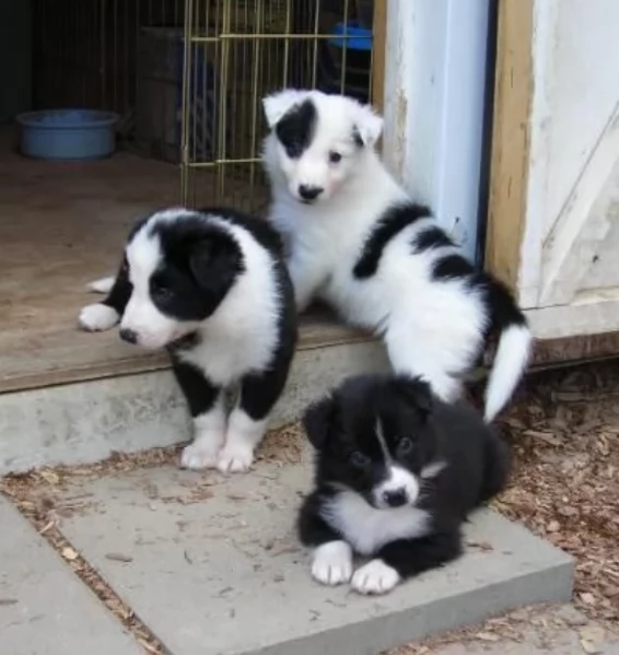 disponibili cuccioli di border collie femmine e maschi  | Foto 4