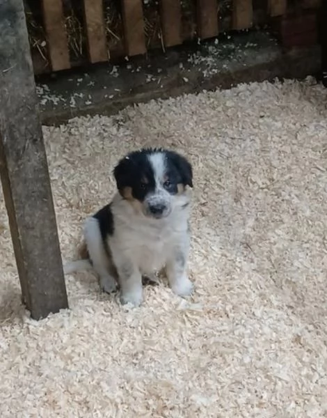 disponibili cuccioli di border collie femmine e maschi  | Foto 1