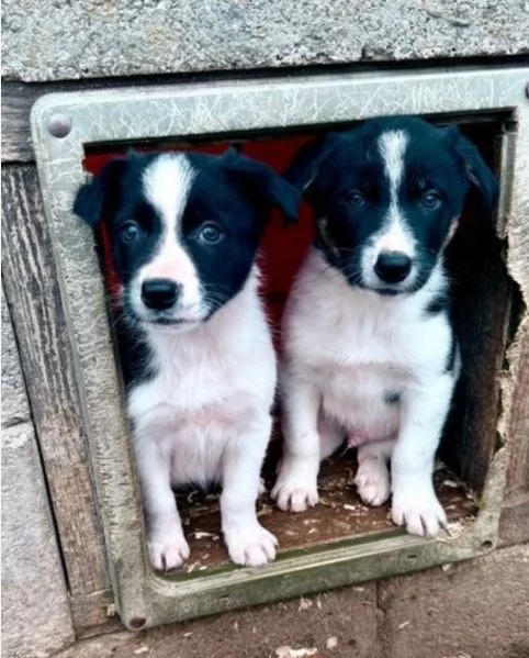disponibili cuccioli di border collie femmine e maschi 