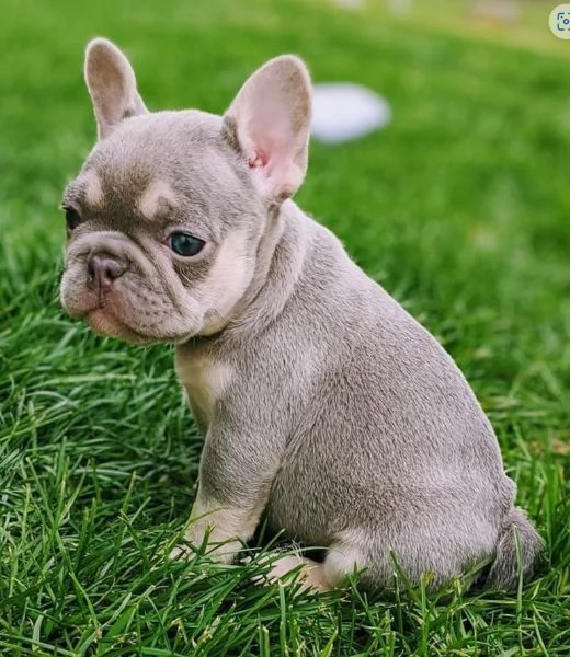 4 cuccioli di bulldog francese