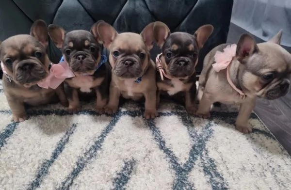 4 cuccioli di bulldog francese | Foto 0