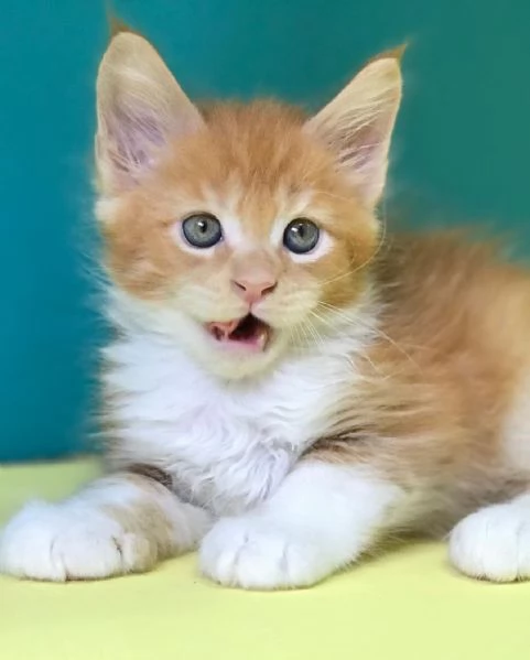 Disponibili bellissimi gatti Mainecoon