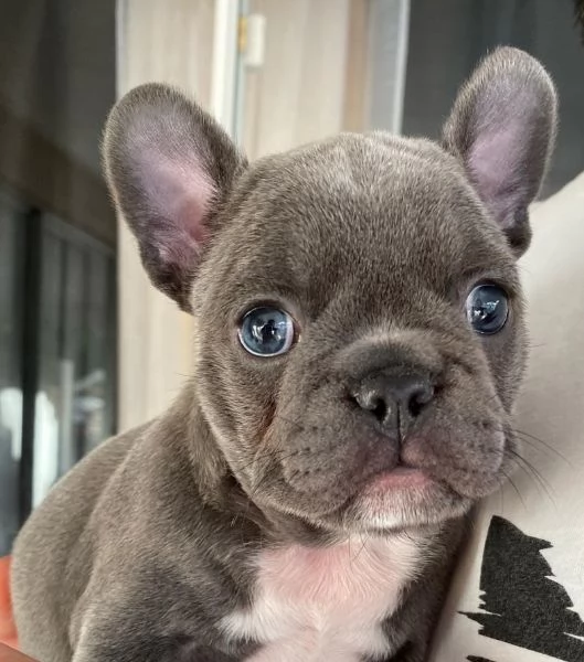 cuccioli di bulldog francese | Foto 0