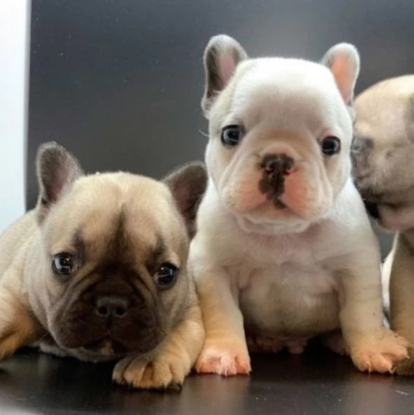 splendidi cuccioli di bulldog bouledogue francesi | Foto 0
