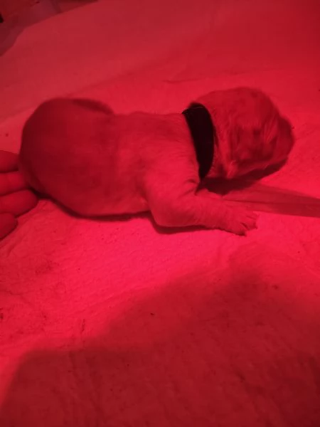 Cuccioli golden retriever con pedigree  | Foto 6