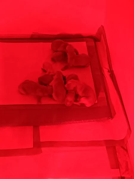 Cuccioli golden retriever con pedigree  | Foto 5