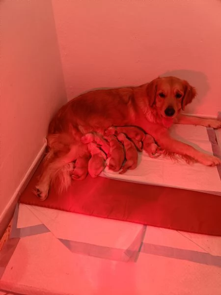 Cuccioli golden retriever con pedigree  | Foto 4