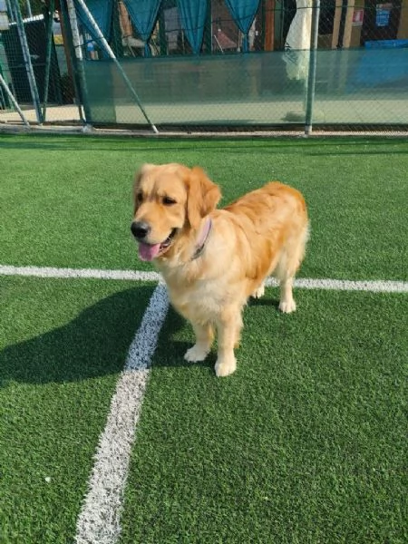Cuccioli golden retriever con pedigree  | Foto 1