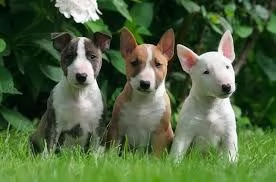 Disponibili cuccioli di bull terrier