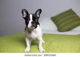 Bulldog francesi disponibili