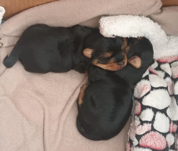 vendo cuccioli yorkshire | Foto 5