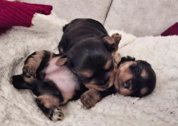 vendo cuccioli yorkshire | Foto 4