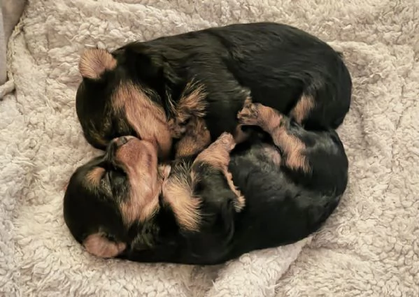vendo cuccioli yorkshire | Foto 3