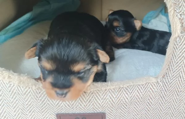 vendo cuccioli yorkshire | Foto 2